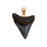 ALCHEMIA MEDIUM FOSSIL SHARK TOOTH PENDANT - ANCIENT EDGE